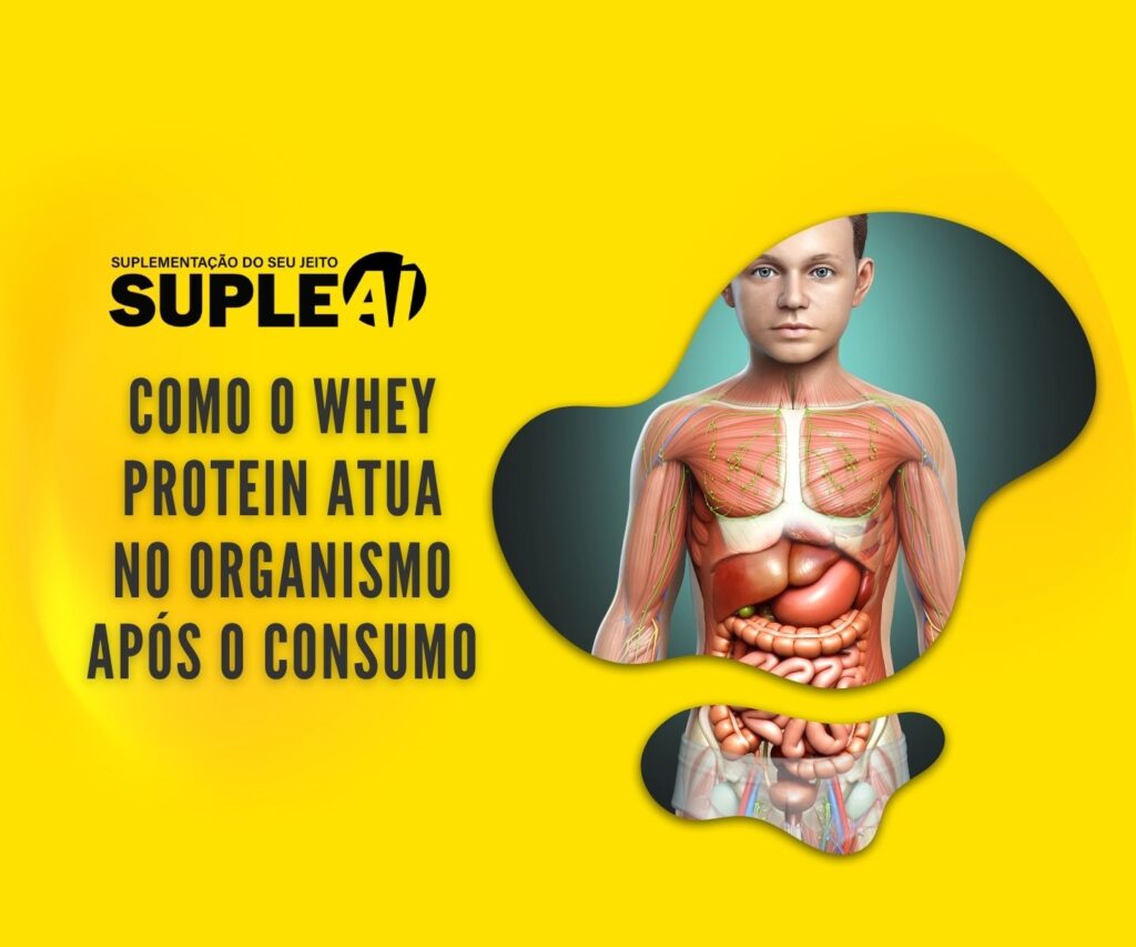 Como o Whey Protein Atua no Organismo Após o Consumo